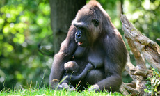 Gorillababy (18).jpg